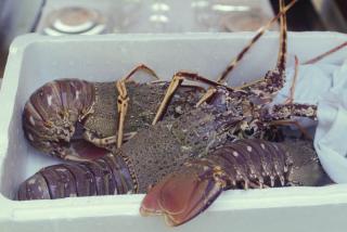 Krajančić lobster