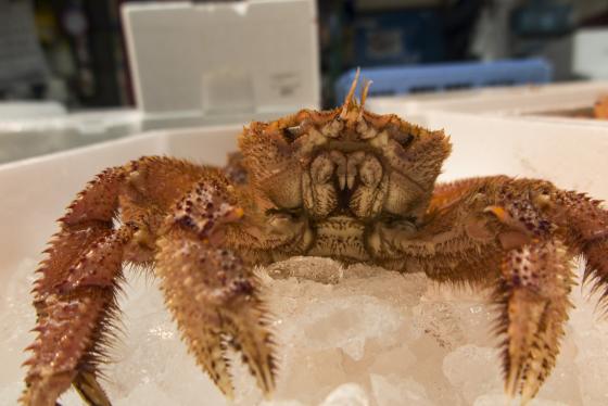 crab chilling